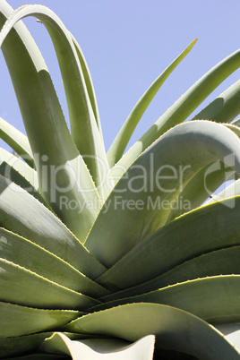 Aloe Vera Pflanze