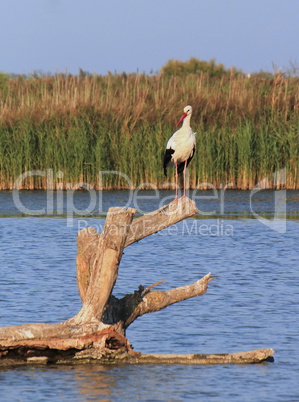 Stork on a trunk