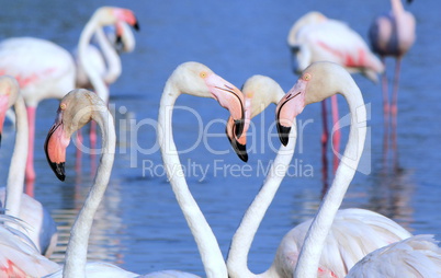 White flamingos