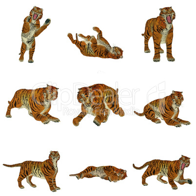 Set of tiger poses
