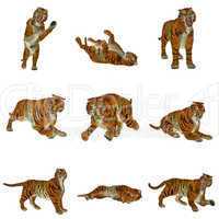 Set of tiger poses