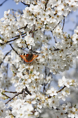 Schmetterling auf Kirschblüte vertikal