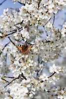 Schmetterling auf Kirschblüte vertikal