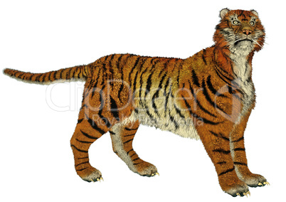 Tiger standing