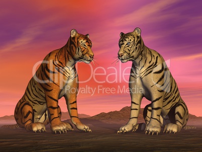 Two tigers and colorful sky