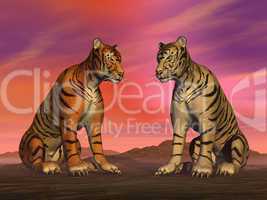 Two tigers and colorful sky