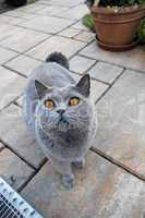 Neugierige graue Katze - Britisch Kurzhaar