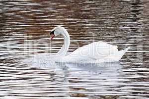 Der Schwan