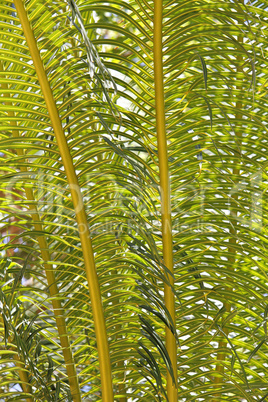 Junge Palmenblätter Hintergrund