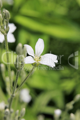 Blüten Nahaufnahme - Weiß Grün