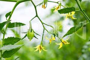 Tomatoes flowers and green fruits close up