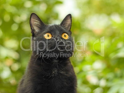 Black cat on green foliage background