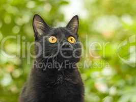 Black cat on green foliage background