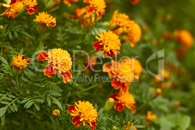 Blossoming marigold in bed