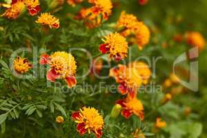 Blossoming marigold in bed