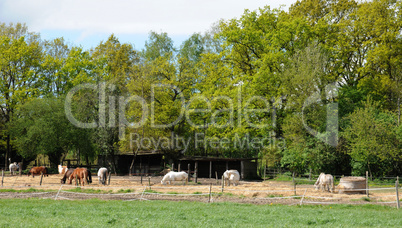 France, horses in a field in Boisemont