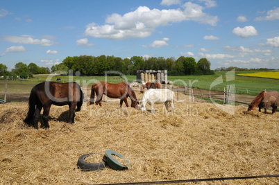 France, horses in a field in Boisemont