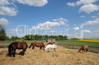 France, horses in a field in Boisemont