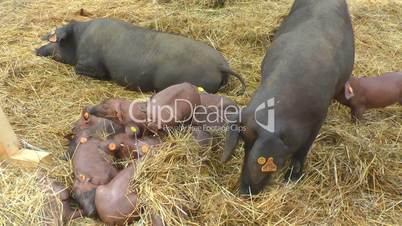 Pigs and piglets on the farm