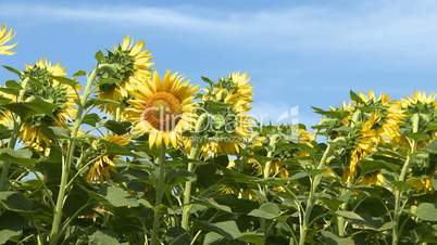Sunflower field agriculture farm