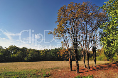 Fall Colors in Park