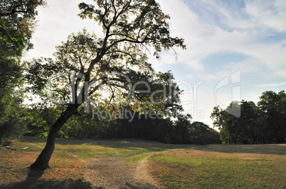 Tree in Park