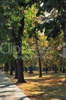 Path in Autumn Park