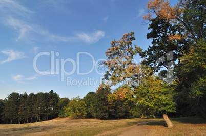 Fall Colors in Park