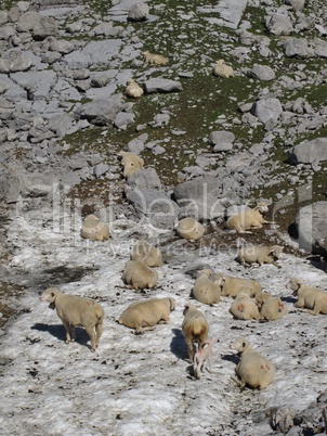 Sheep Enjoing The Refreshing Snow On A Hot Day