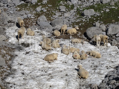 Happy Sheep