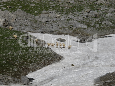 Sheep Herd On A Snowfield