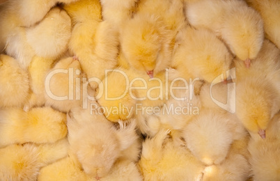 Huddled Chicks as Background