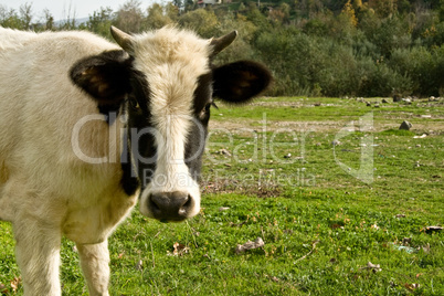 Young Cow Face In The Meadow