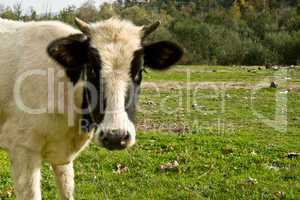 Young Cow Face In The Meadow