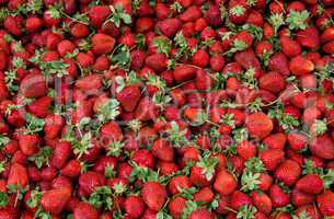 Fresh Organic Ripe Strawberrys