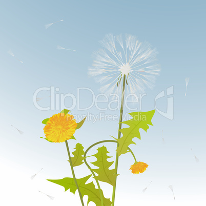 Dandelions decorative card