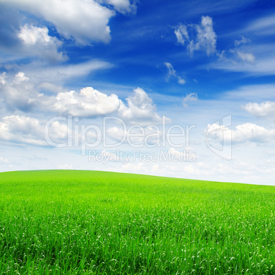 field and the beautiful blue sky