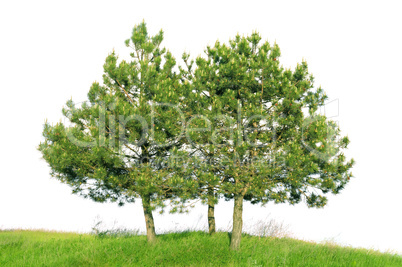 Scotch pine (Pinus sylvestris)