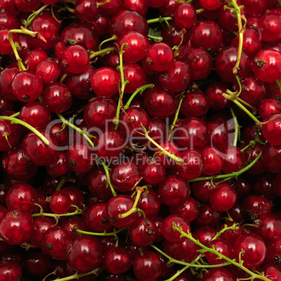 red currant background