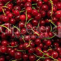 red currant background