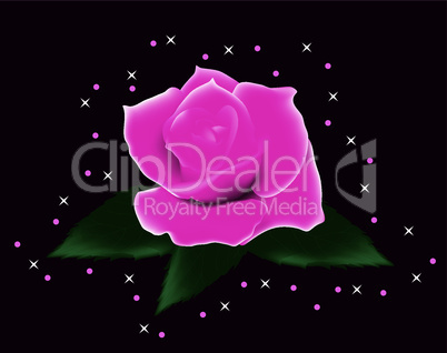 vector pink rose