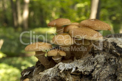 edible mushrooms in the forest