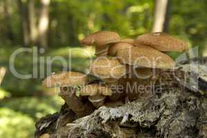 edible mushrooms in the forest