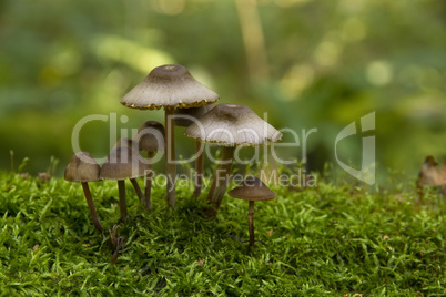 mushrooms, growing on moss