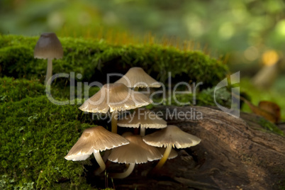 mushrooms on mossy tree