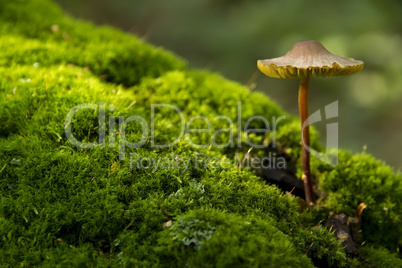 mushroom growing from tree