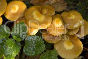 yellow mushrooms close up