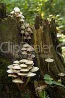 mushrooms on the tree stump