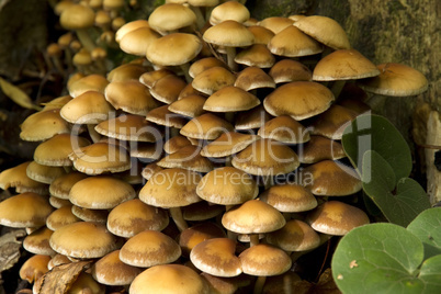 large group of mushrooms