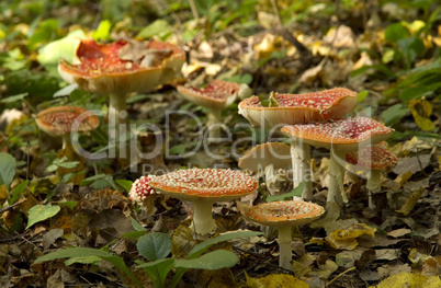 group of red fly agaric mushrooms